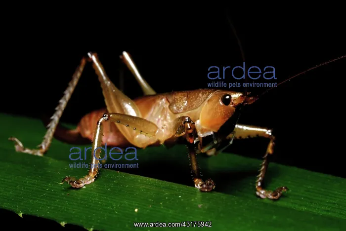 : Common Requena Katydid : Common Requena Katydid