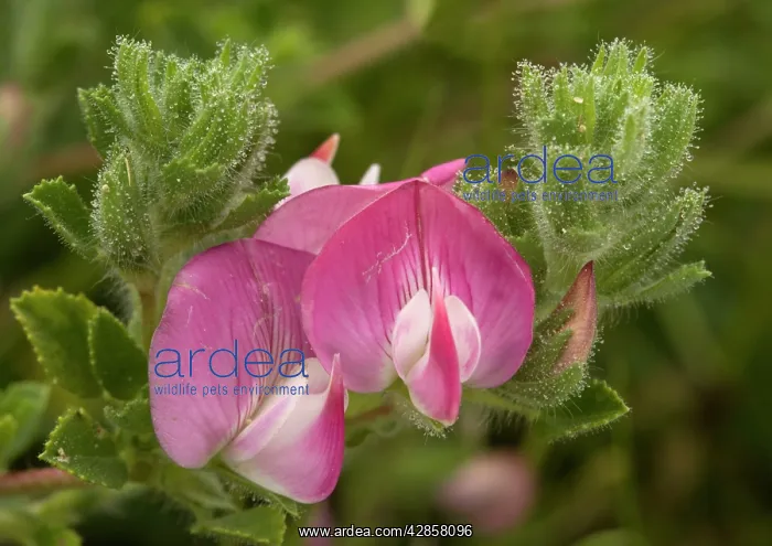 : Common Restharrow : Common Restharrow