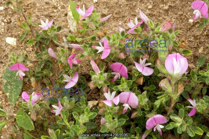 : Common Restharrow - in flower : Common Restharrow - in flower