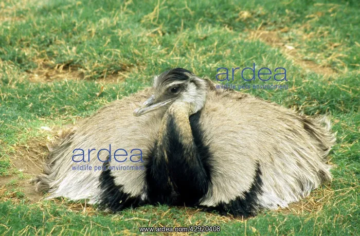 : Common Rhea - male on eggs : Common Rhea - male on eggs