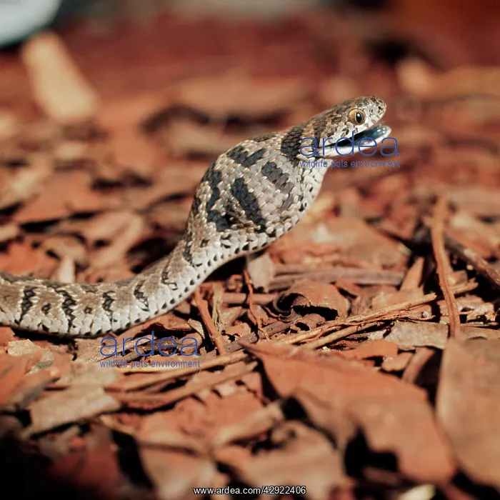 : Common / Rhombic Egg-Eating Snake - Showing egg : Common / Rhombic Egg-Eating Snake - Showing egg
