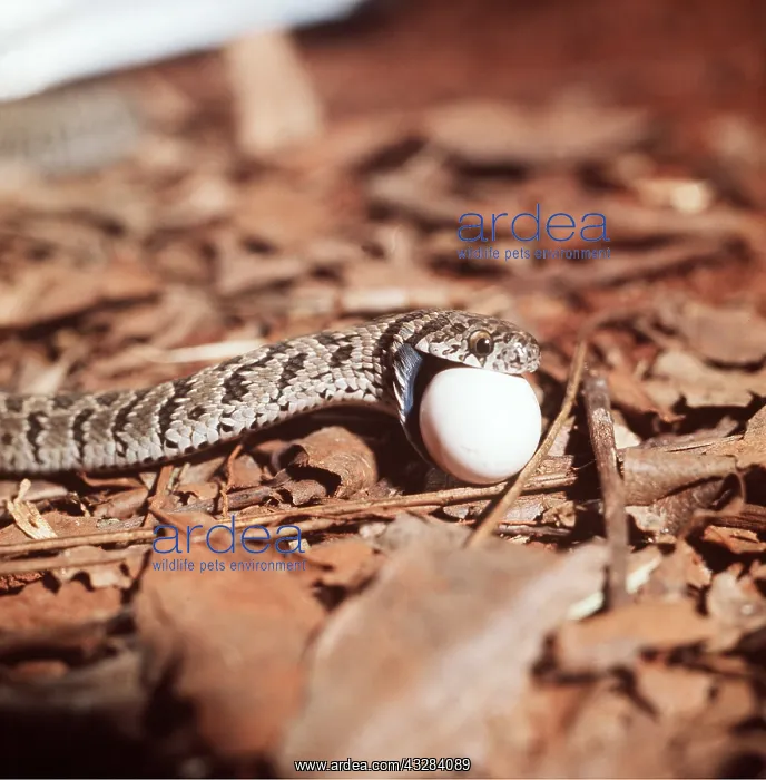: Common / Rhombic EGG-EATING SNAKE - swallowing egg : Common / Rhombic EGG-EATING SNAKE - swallowing egg