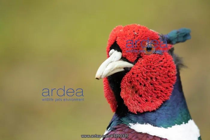 : Common or Ring-necked pheasant (Phasianus colchicus) : Common or Ring-necked pheasant (Phasianus colchicus)