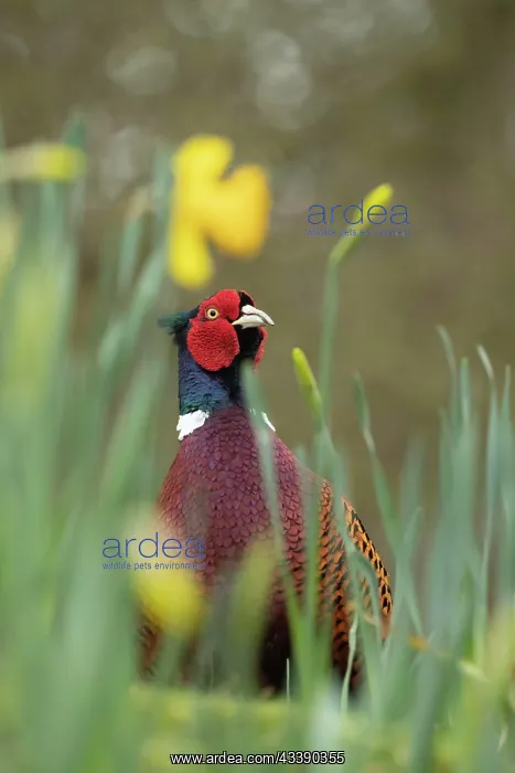 : Common or Ring-necked pheasant (Phasianus colchicus) : Common or Ring-necked pheasant (Phasianus colchicus)