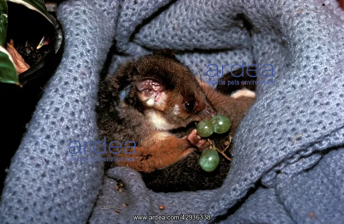 : Common ring-tailed possum (Pseudocheirus peregrinus) : Common ring-tailed possum (Pseudocheirus peregrinus)