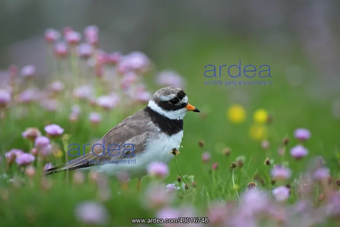 : Common Ringed Plover : Common Ringed Plover