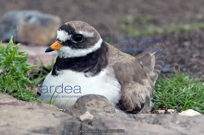 : Common Ringed Plover : Common Ringed Plover