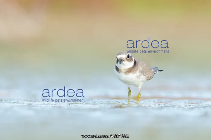  : Common Ringed Plover