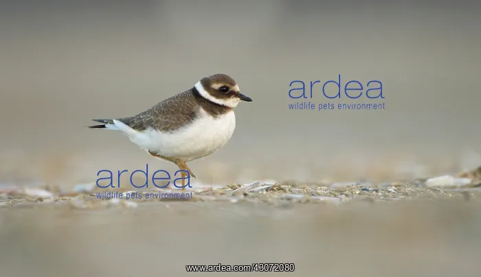 : Common Ringed Plover : Common Ringed Plover
