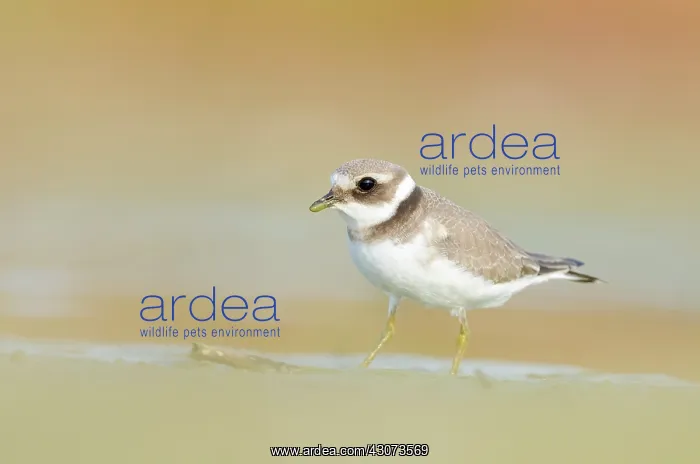 : Common Ringed Plover : Common Ringed Plover