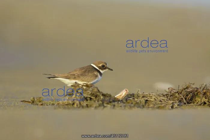 : Common Ringed Plover : Common Ringed Plover