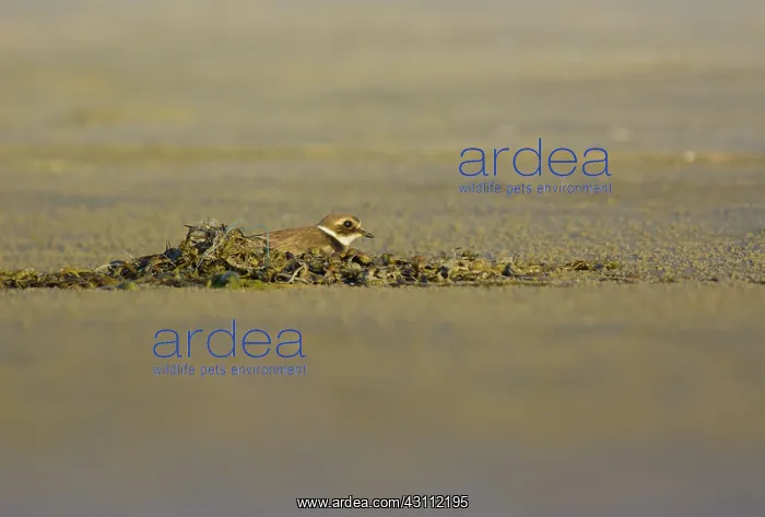 : Common Ringed Plover : Common Ringed Plover
