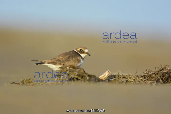 : Common Ringed Plover : Common Ringed Plover