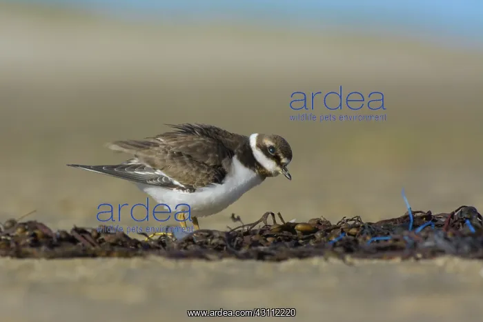 : Common Ringed Plover : Common Ringed Plover