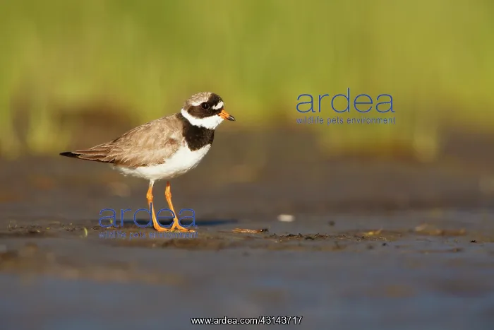 : Common Ringed Plover : Common Ringed Plover