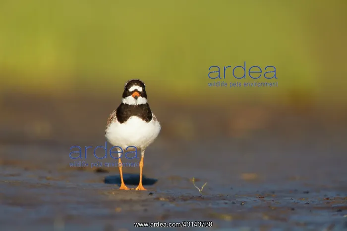 : Common Ringed Plover : Common Ringed Plover