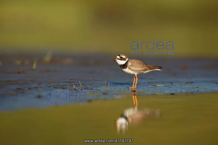 : Common Ringed Plover : Common Ringed Plover