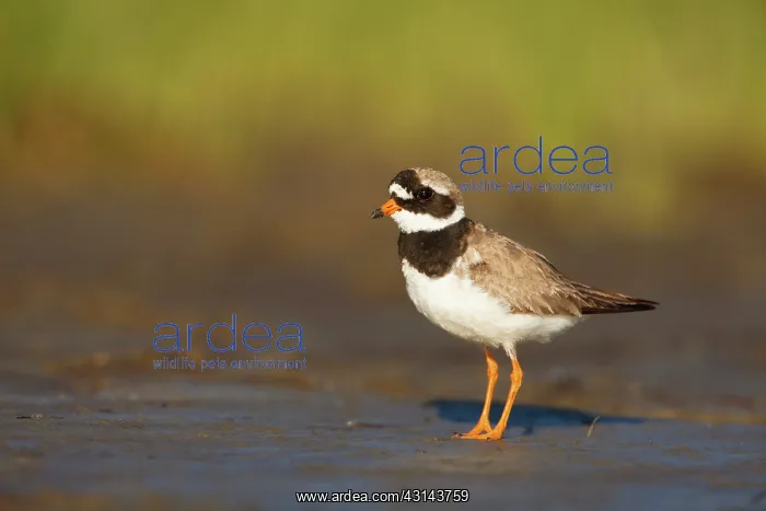 : Common Ringed Plover : Common Ringed Plover