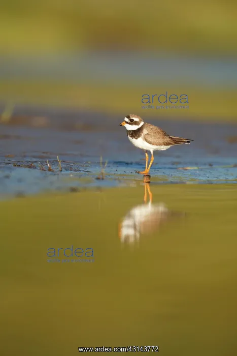 : Common Ringed Plover : Common Ringed Plover