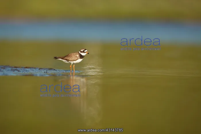 : Common Ringed Plover : Common Ringed Plover