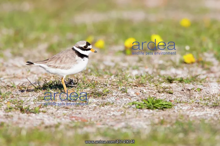  : Common Ringed Plover
