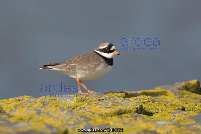  : Common Ringed Plover