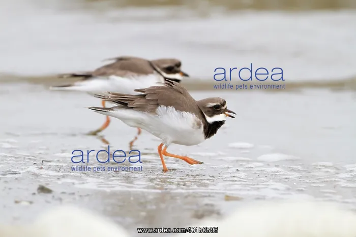: Common Ringed Plover : Common Ringed Plover