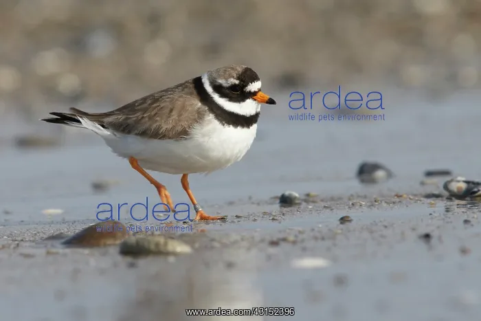 : Common Ringed Plover : Common Ringed Plover