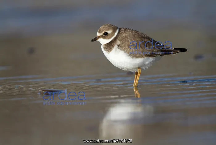: Common Ringed Plover : Common Ringed Plover