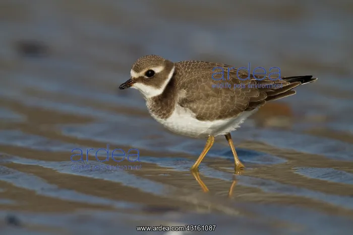 : Common Ringed Plover : Common Ringed Plover