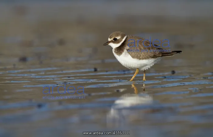 : Common Ringed Plover : Common Ringed Plover