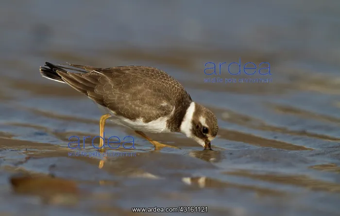 : Common Ringed Plover : Common Ringed Plover