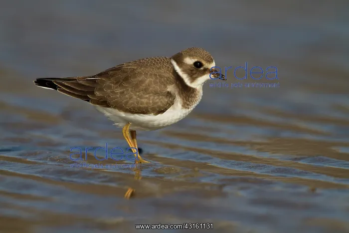 : Common Ringed Plover : Common Ringed Plover