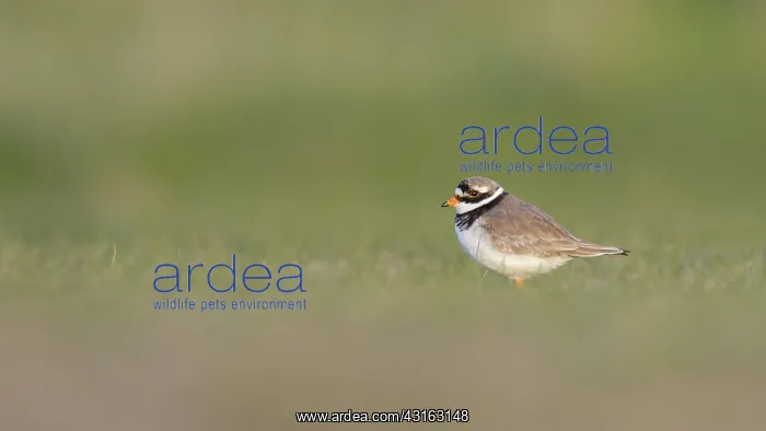 : Common Ringed Plover : Common Ringed Plover