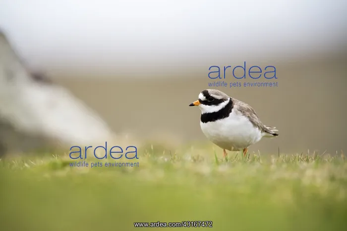  : Common Ringed Plover