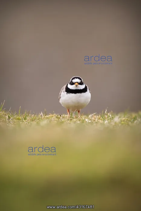 : Common Ringed Plover : Common Ringed Plover