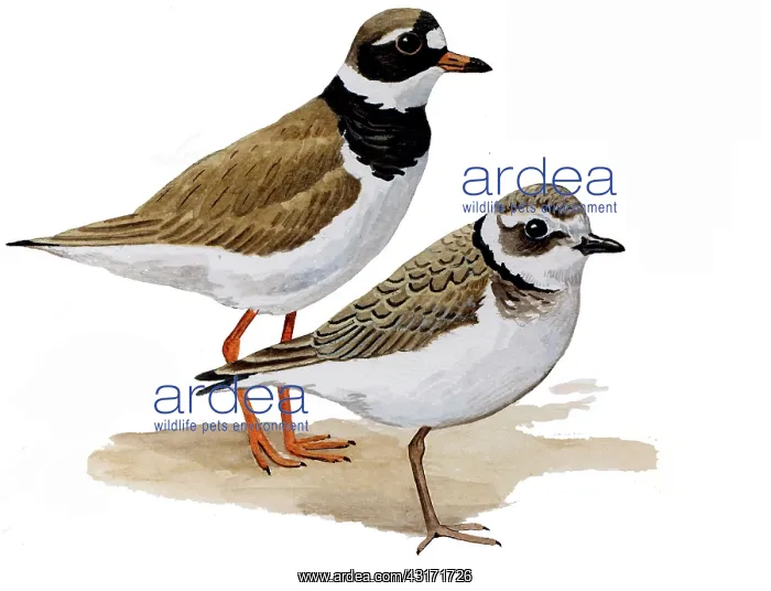 : Common Ringed Plover : Common Ringed Plover