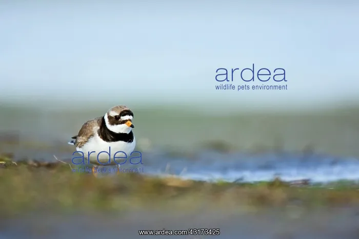 : Common Ringed Plover : Common Ringed Plover
