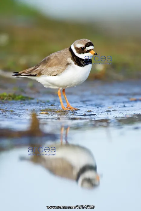 : Common Ringed Plover : Common Ringed Plover
