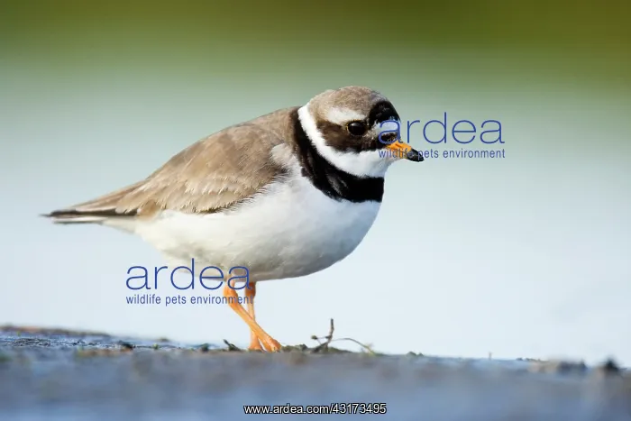  : Common Ringed Plover