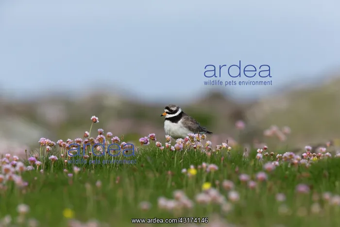 : Common Ringed Plover : Common Ringed Plover