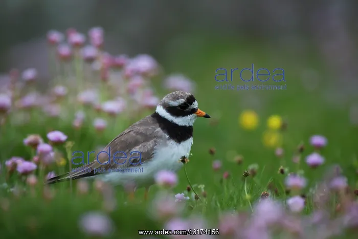: Common Ringed Plover : Common Ringed Plover