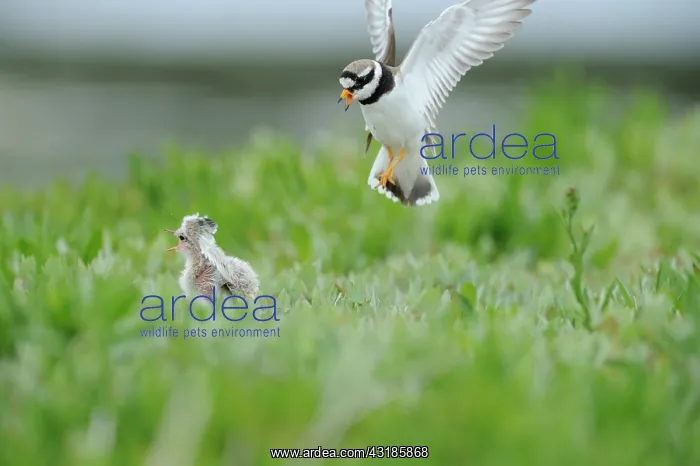  : Common Ringed Plover
