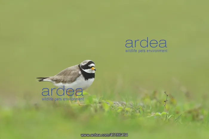 : Common Ringed Plover : Common Ringed Plover