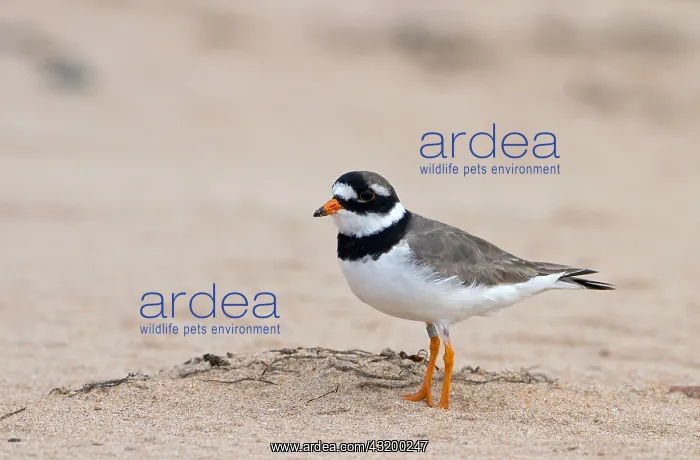 : Common Ringed Plover : Common Ringed Plover