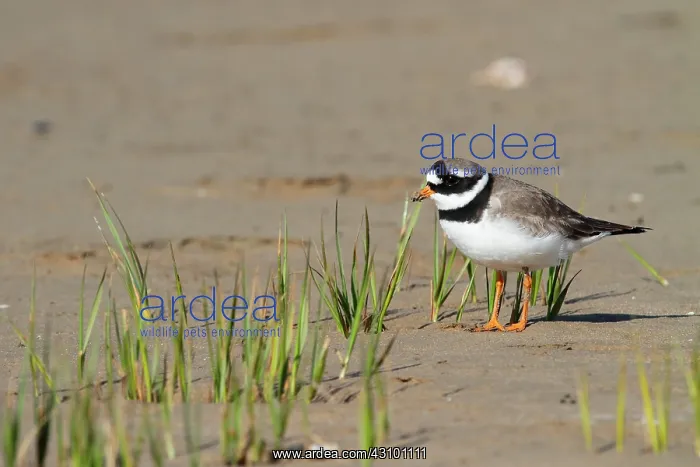 : Common Ringed Plover (Charadrius hiaticula), pointe : Common Ringed Plover (Charadrius hiaticula), pointe