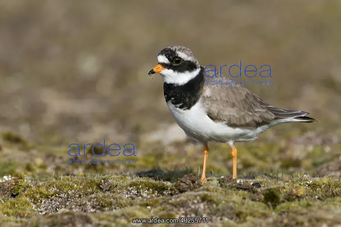 : Common Ringed Plover (Charadrius hiaticula), Ca : Common Ringed Plover (Charadrius hiaticula), Ca