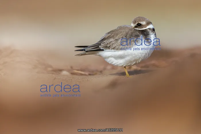 : Common Ringed Plover (Charadrius hiaticula) - resting : Common Ringed Plover (Charadrius hiaticula) - resting