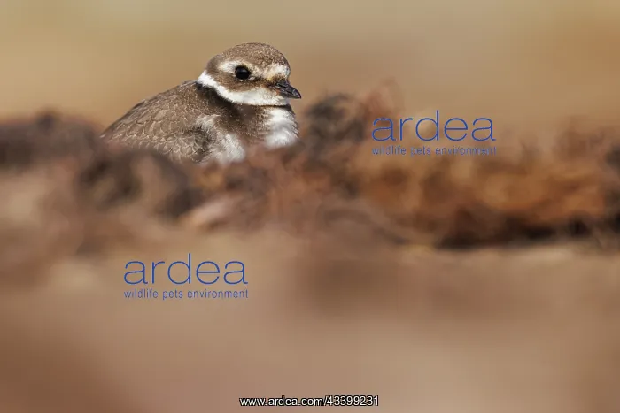 : Common Ringed Plover (Charadrius hiaticula) - resting : Common Ringed Plover (Charadrius hiaticula) - resting