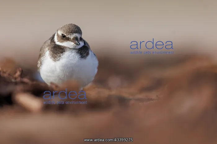 : Common Ringed Plover (Charadrius hiaticula) - resting : Common Ringed Plover (Charadrius hiaticula) - resting